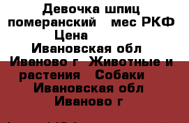Девочка шпиц померанский 3 мес РКФ  › Цена ­ 30 000 - Ивановская обл., Иваново г. Животные и растения » Собаки   . Ивановская обл.,Иваново г.